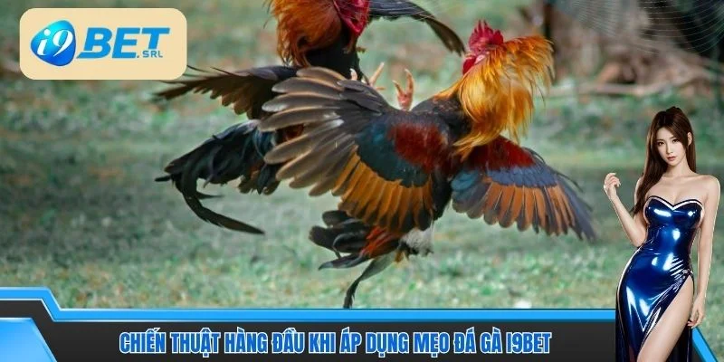 Hướng Dẫn Đá Gà I9BET Thắng Nhanh Cho Thành Viên Mới 5 Chiến thuật hàng đầu khi áp dụng mẹo đá gà I9BET