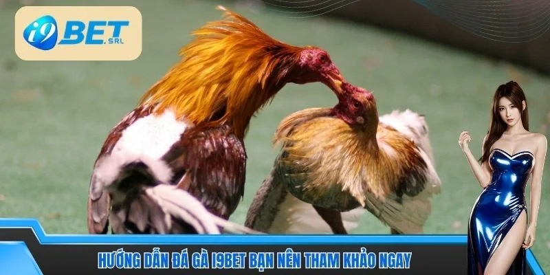 Hướng Dẫn Đá Gà I9BET Thắng Nhanh Cho Thành Viên Mới 4 Hướng dẫn đá gà I9BET bạn nên tham khảo ngay