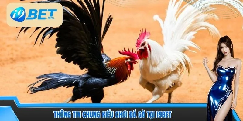 Hướng Dẫn Đá Gà I9BET Thắng Nhanh Cho Thành Viên Mới 2 Thông tin chung kiểu chơi đá gà tại I9BET
